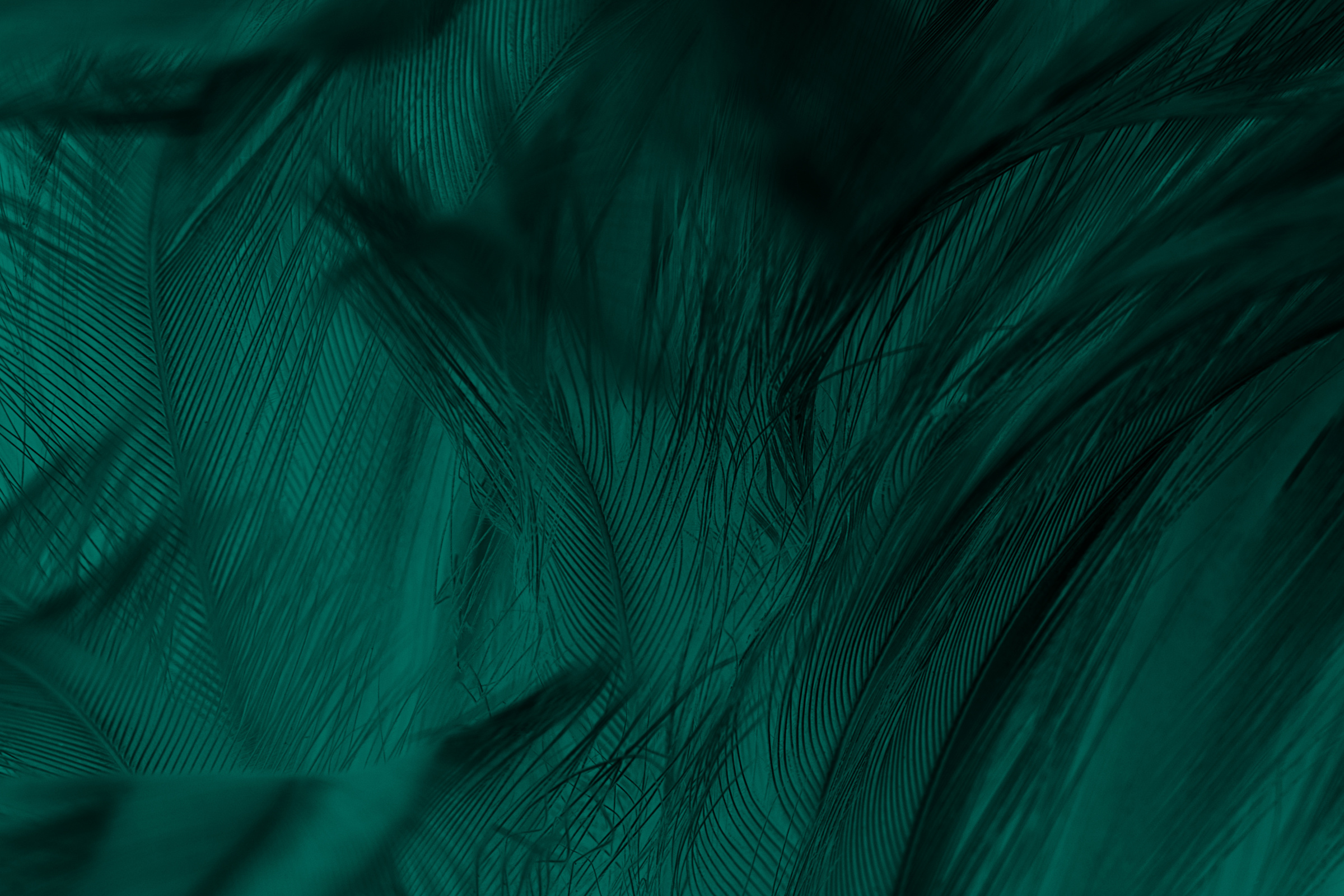 Green turquoise feather texture background